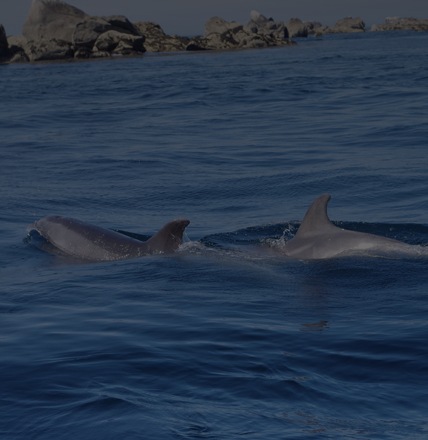 Naviguez aupres des dauphins